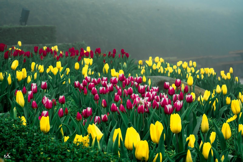 mùa hoa xuân nở rộ khắp ba miền