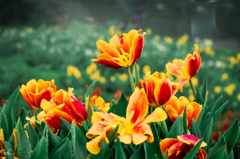 mùa hoa xuân nở rộ khắp ba miền