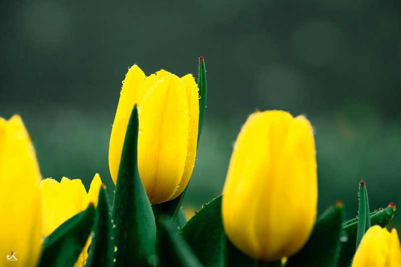 mùa hoa xuân nở rộ khắp ba miền