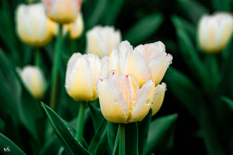 mùa hoa xuân nở rộ khắp ba miền