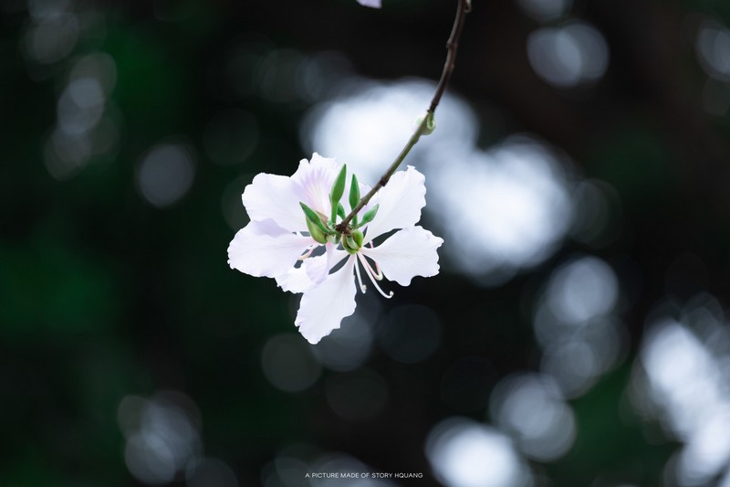 mùa hoa xuân nở rộ khắp ba miền