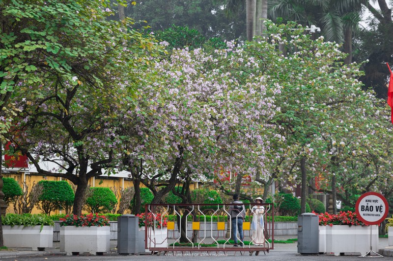 mùa hoa xuân nở rộ khắp ba miền