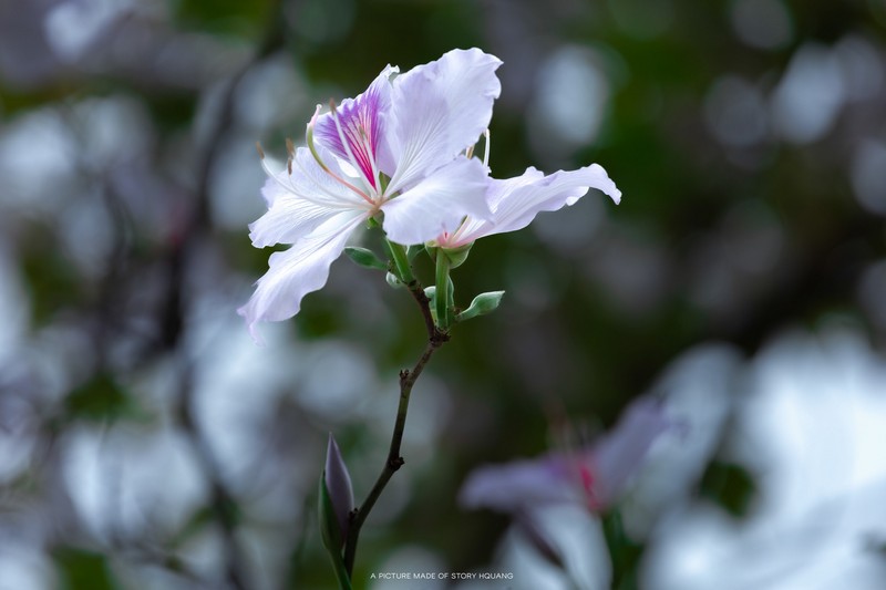 mùa hoa xuân nở rộ khắp ba miền