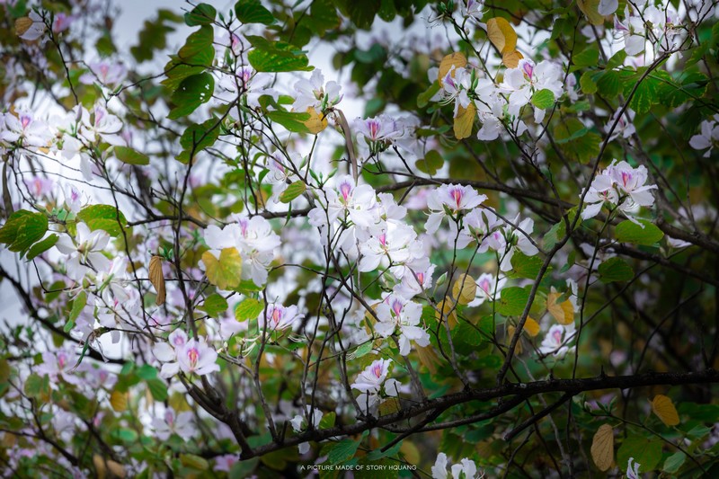 mùa hoa xuân nở rộ khắp ba miền