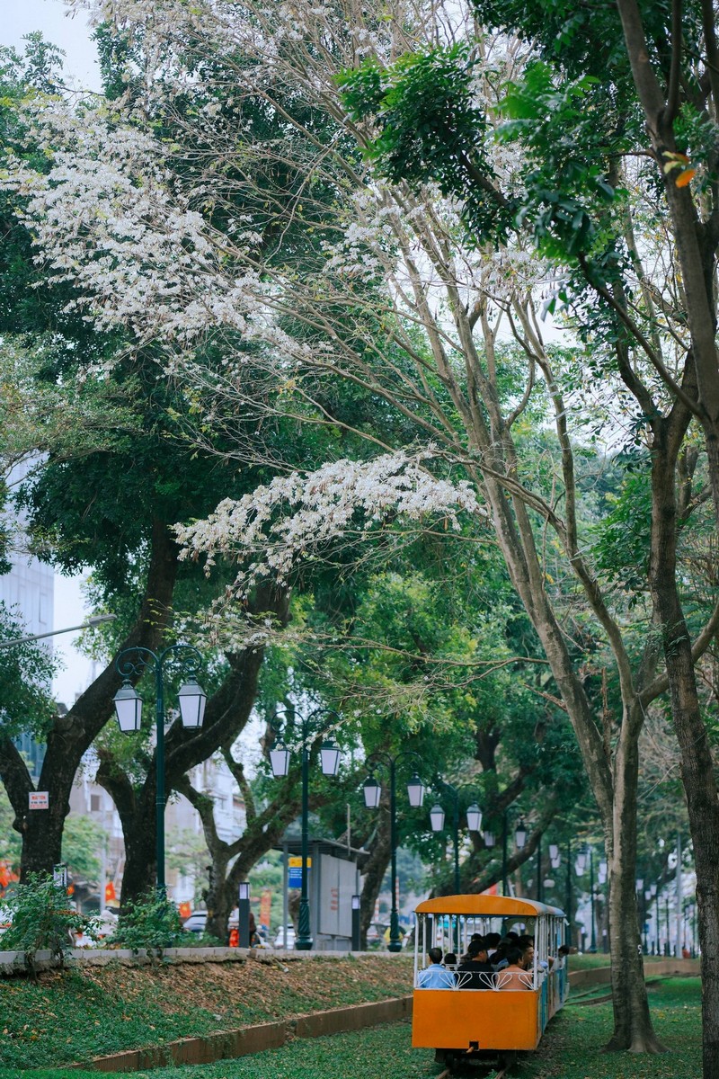 mùa hoa xuân nở rộ khắp ba miền