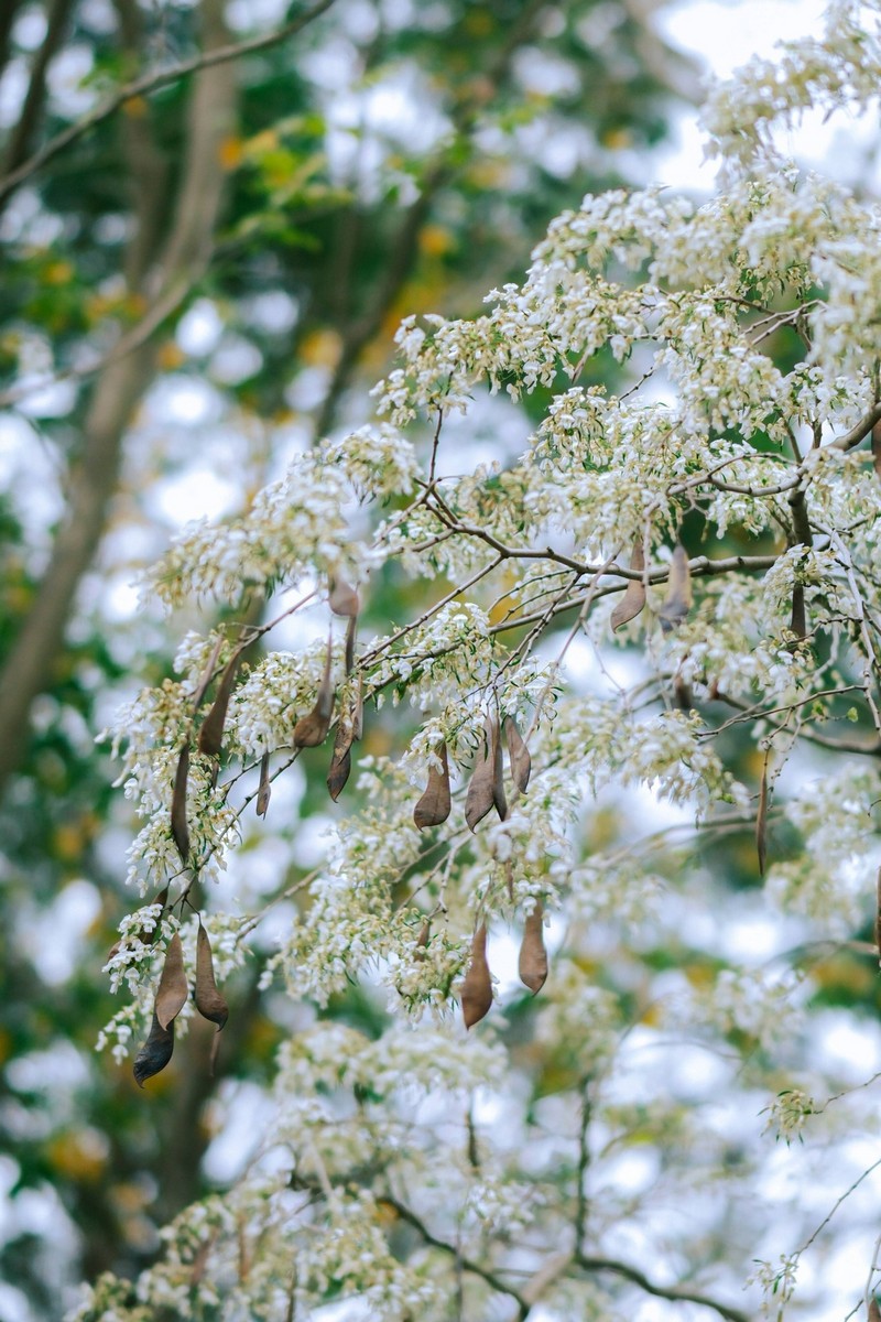 mùa hoa xuân nở rộ khắp ba miền