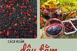 Mùa dâu tằm đang đến và đây là cách ngâm dâu tằm cất ngăn mát uống dần