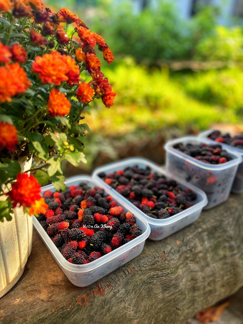 cách ngâm dâu tằm