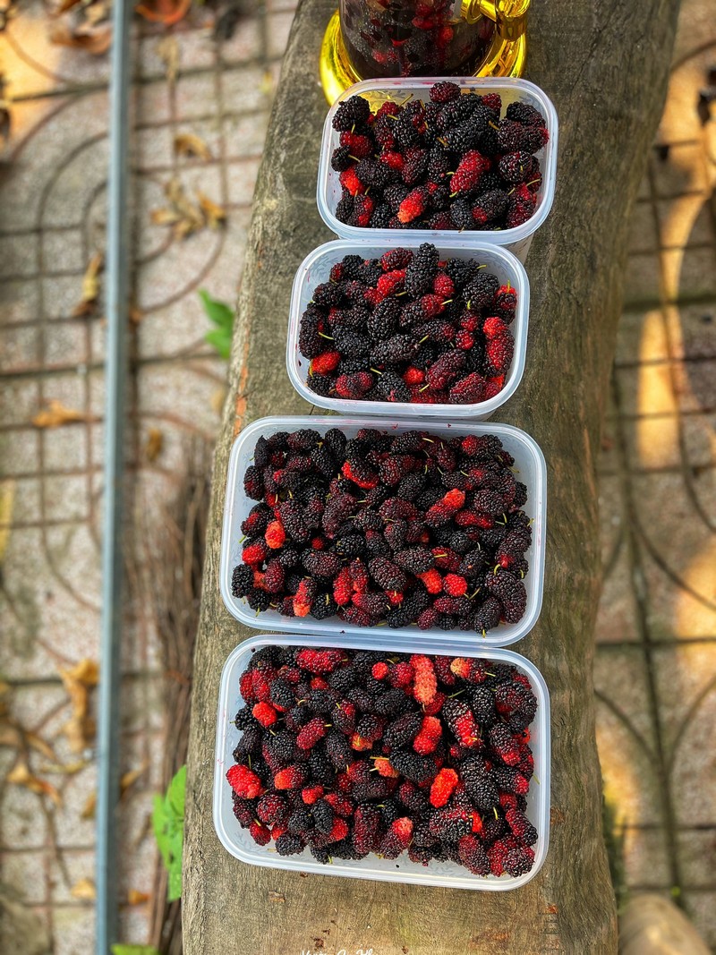 cách ngâm dâu tằm