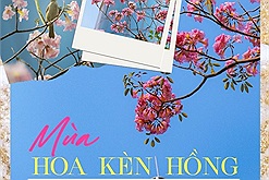 Sài Gòn mùa hoa kèn hồng: "Đường phố rợp cả màu hồng khiến mọi người không thể rời mắt"