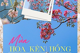 Sài Gòn mùa hoa kèn hồng: "Đường phố rợp cả màu hồng khiến mọi người không thể rời mắt"