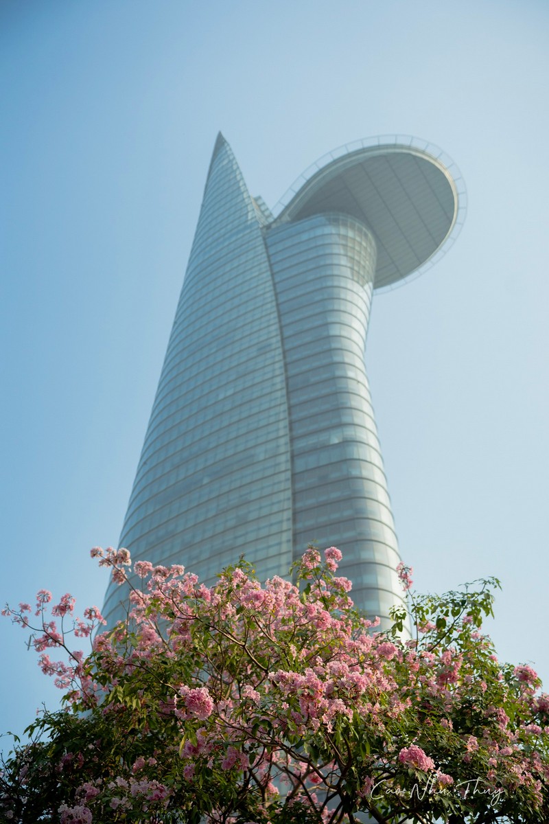 Sài Gòn mùa hoa kèn hồng