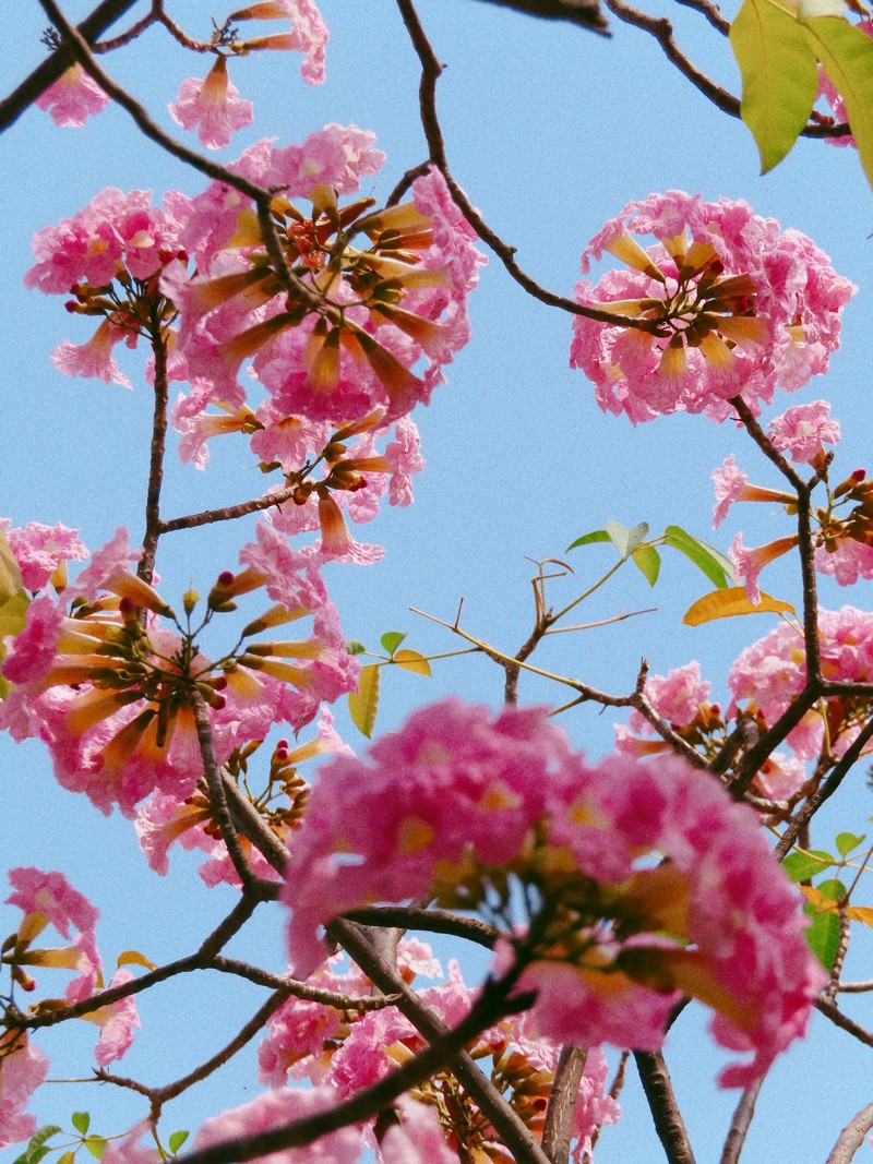 Sài Gòn mùa hoa kèn hồng