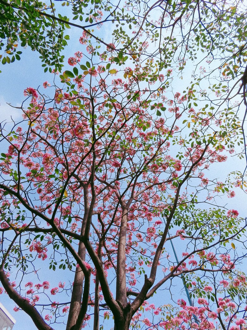 Sài Gòn mùa hoa kèn hồng