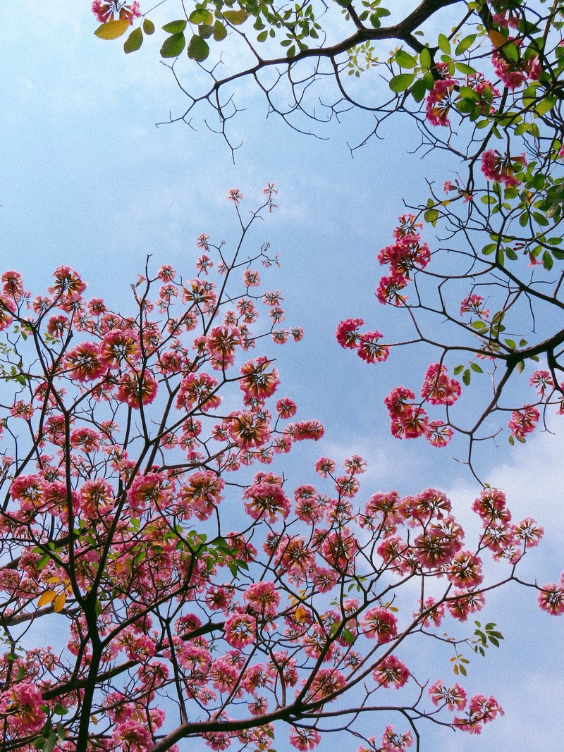 Sài Gòn mùa hoa kèn hồng