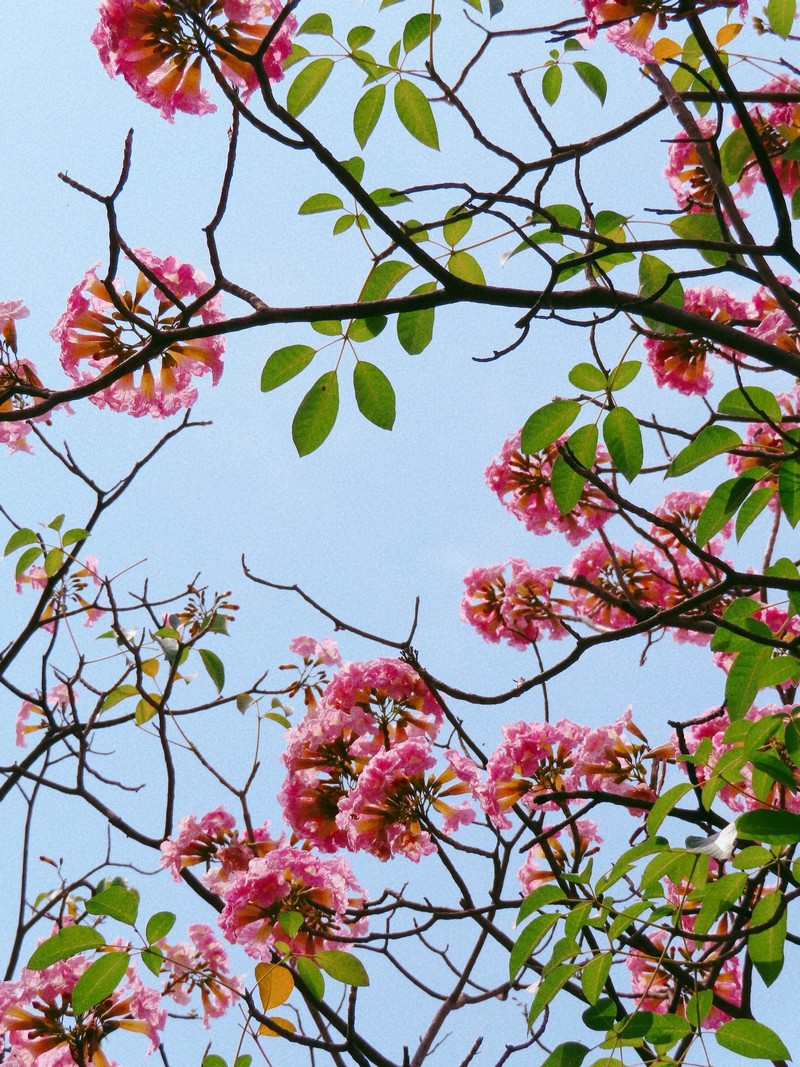 Sài Gòn mùa hoa kèn hồng