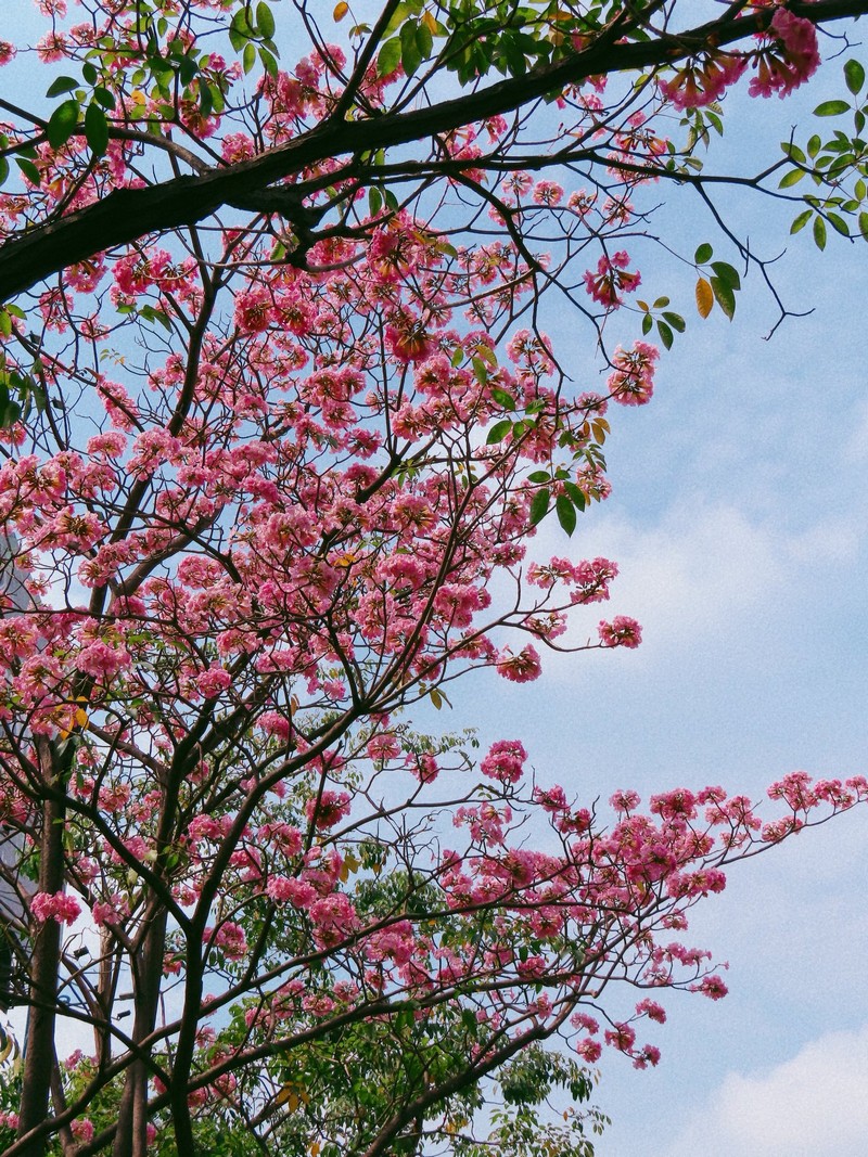 Sài Gòn mùa hoa kèn hồng