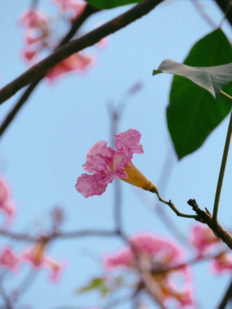 Sài Gòn mùa hoa kèn hồng