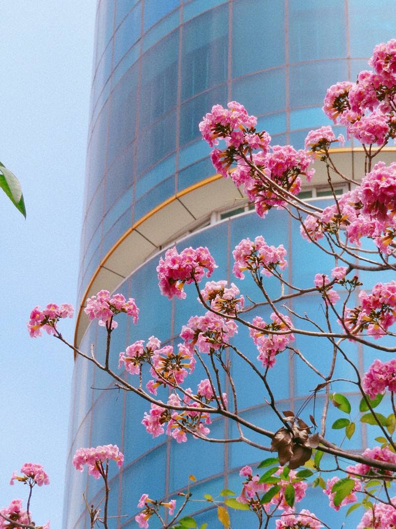 Sài Gòn mùa hoa kèn hồng