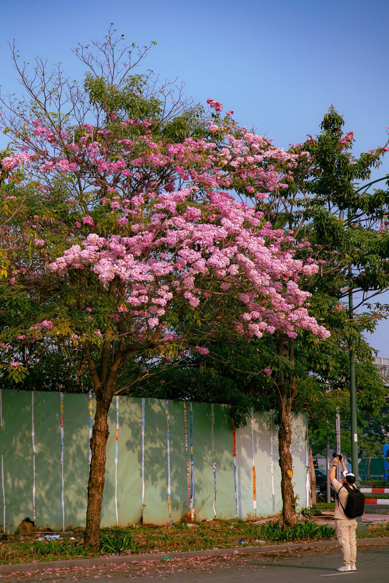 Sài Gòn mùa hoa kèn hồng