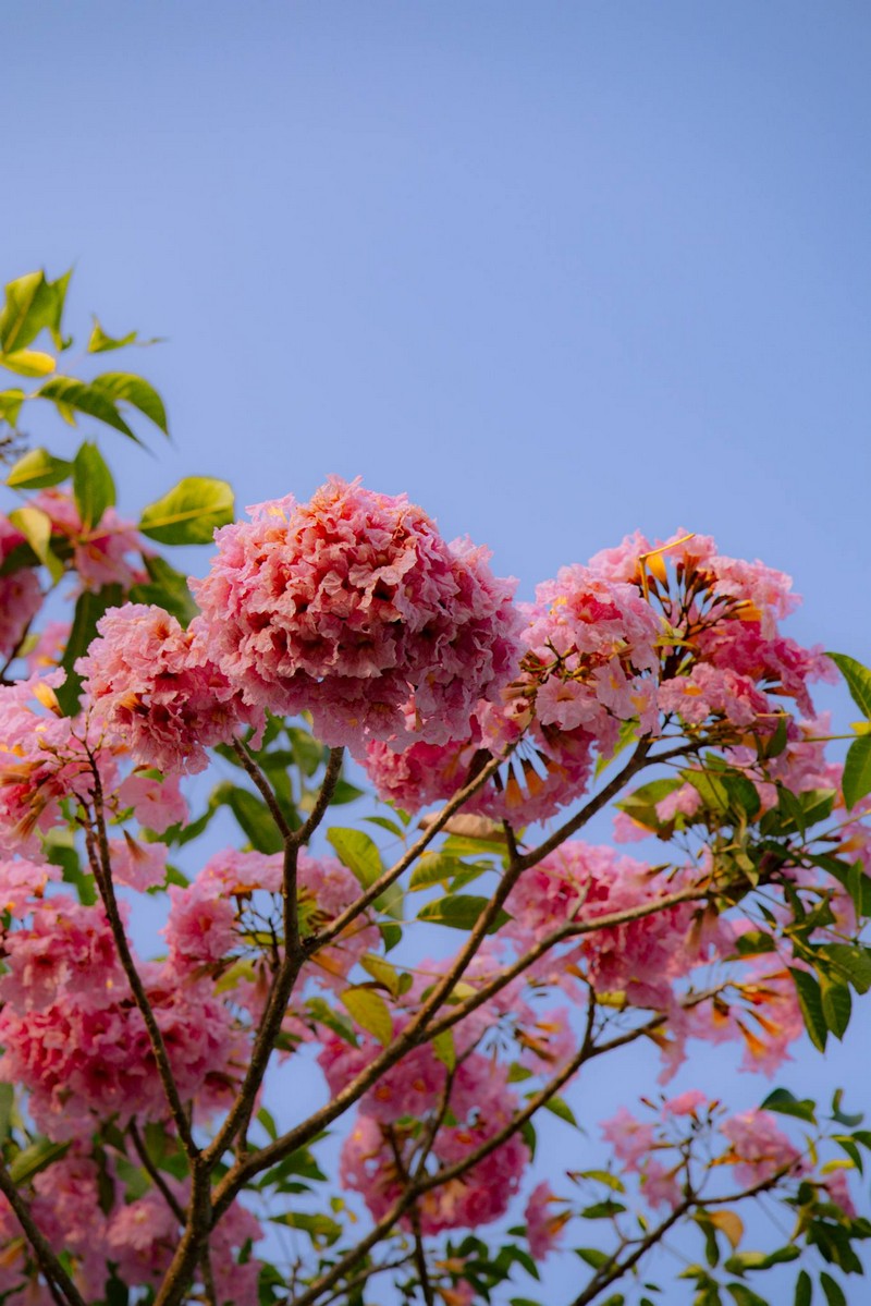 Sài Gòn mùa hoa kèn hồng