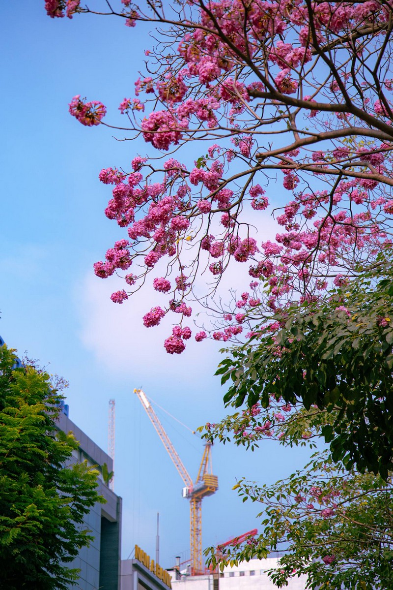 Sài Gòn mùa hoa kèn hồng