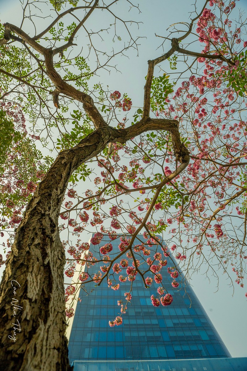 Sài Gòn mùa hoa kèn hồng