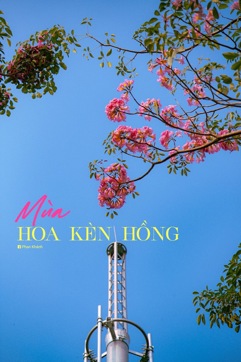 Sài Gòn mùa hoa kèn hồng