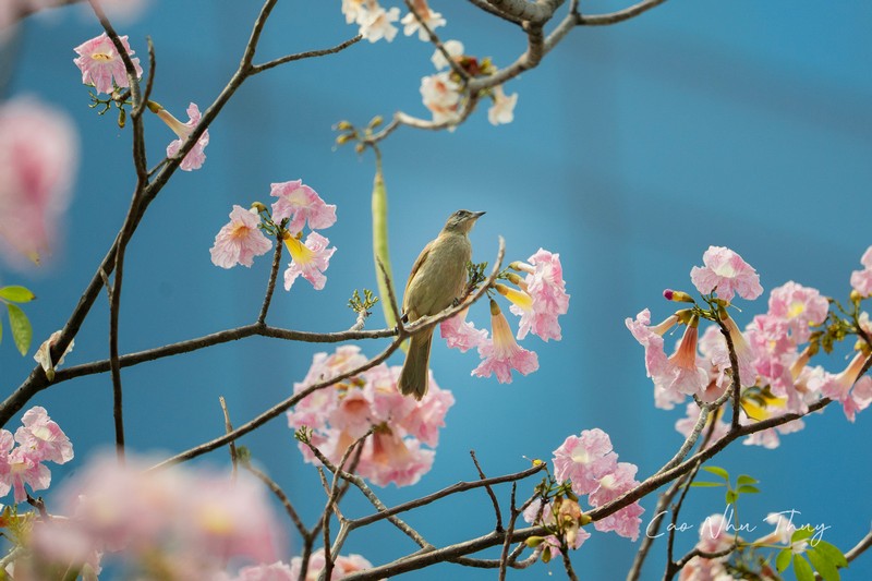 Sài Gòn mùa hoa kèn hồng