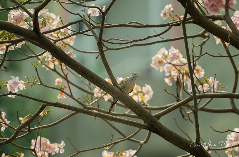 Sài Gòn mùa hoa kèn hồng