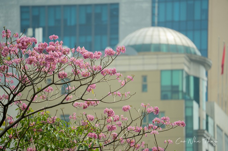 Sài Gòn mùa hoa kèn hồng