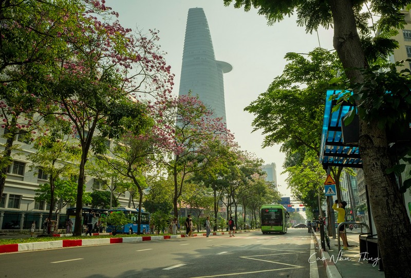 Sài Gòn mùa hoa kèn hồng