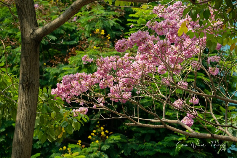 Sài Gòn mùa hoa kèn hồng