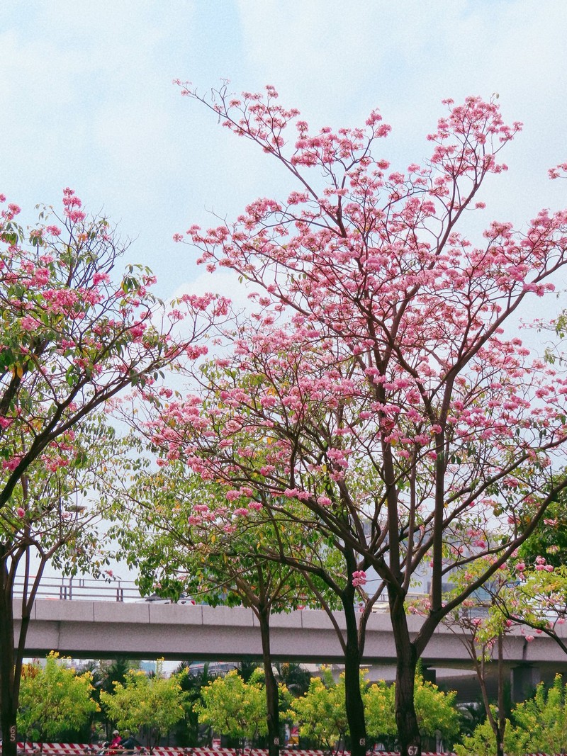 Sài Gòn mùa hoa kèn hồng