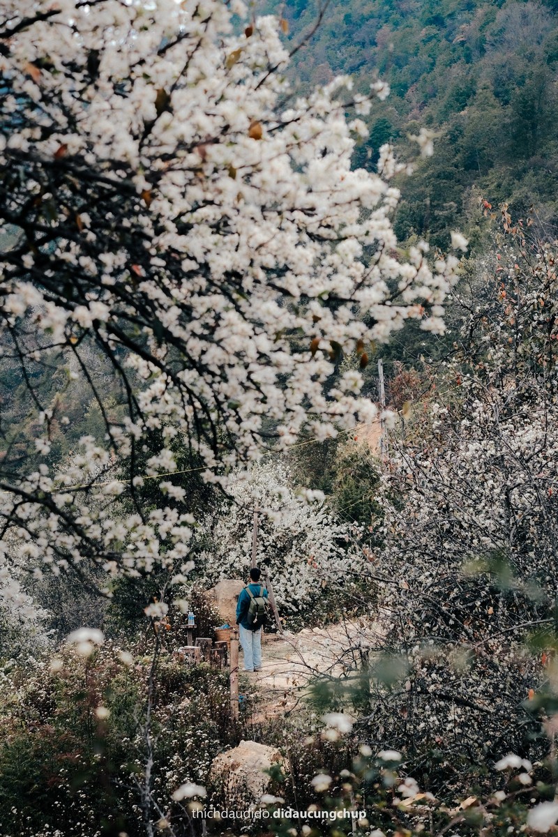 Lịch trình 2N1Đ check in mùa hoa sơn tra