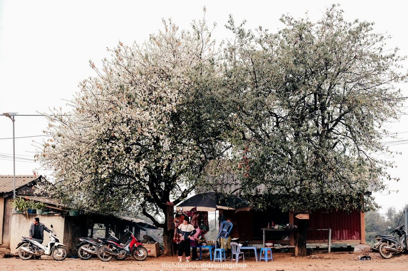 Lịch trình 2N1Đ check in mùa hoa sơn tra