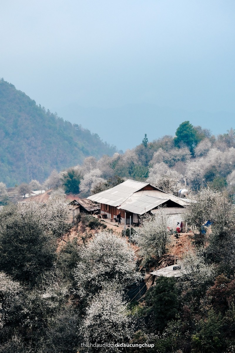 Lịch trình 2N1Đ check in mùa hoa sơn tra