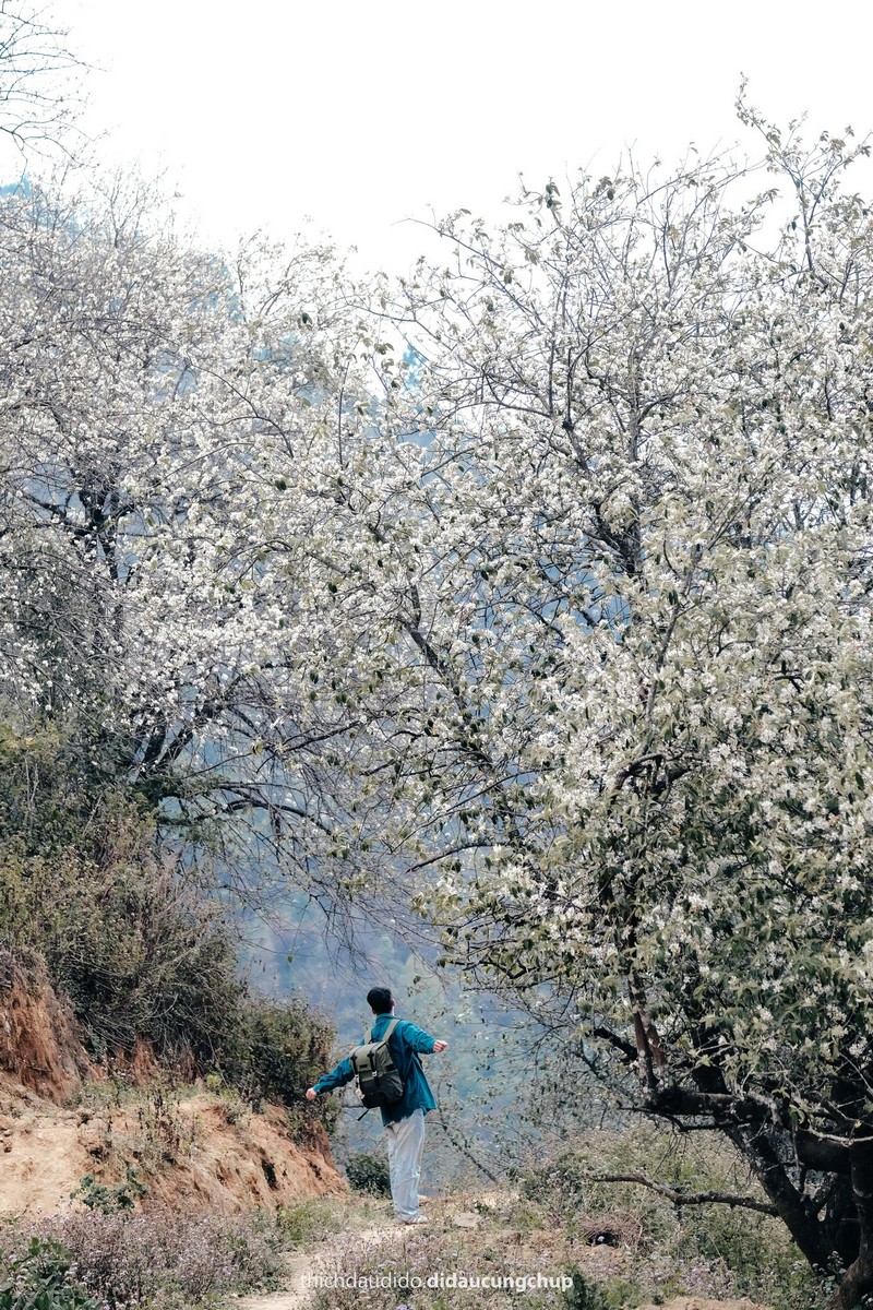 Lịch trình 2N1Đ check in mùa hoa sơn tra