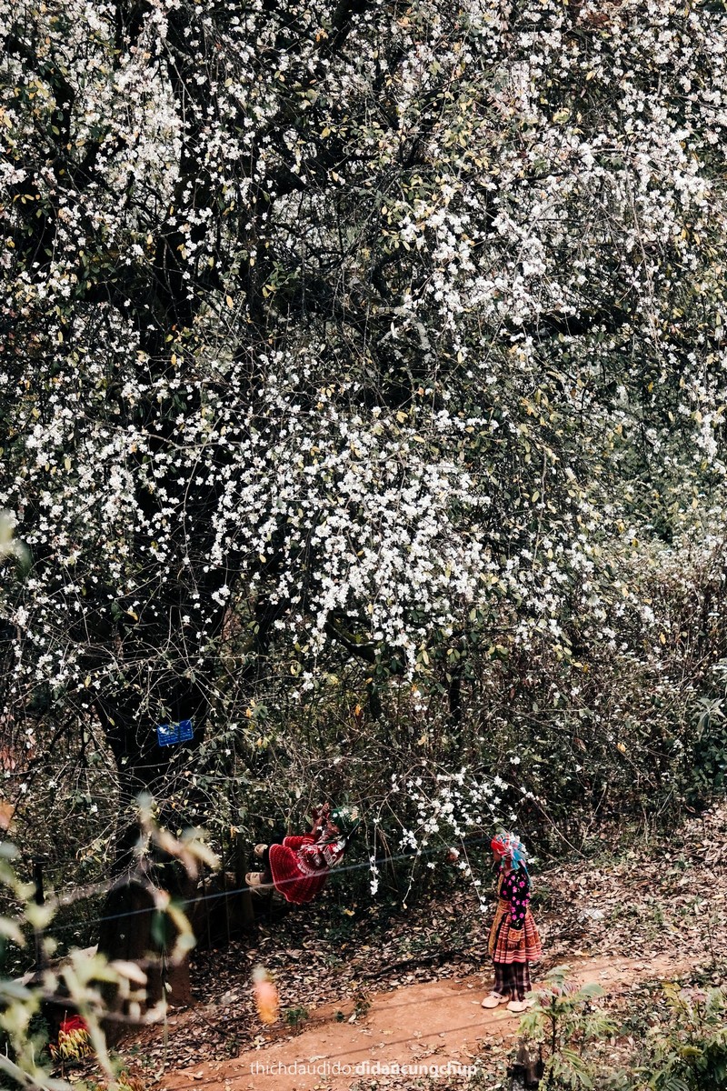 Lịch trình 2N1Đ check in mùa hoa sơn tra