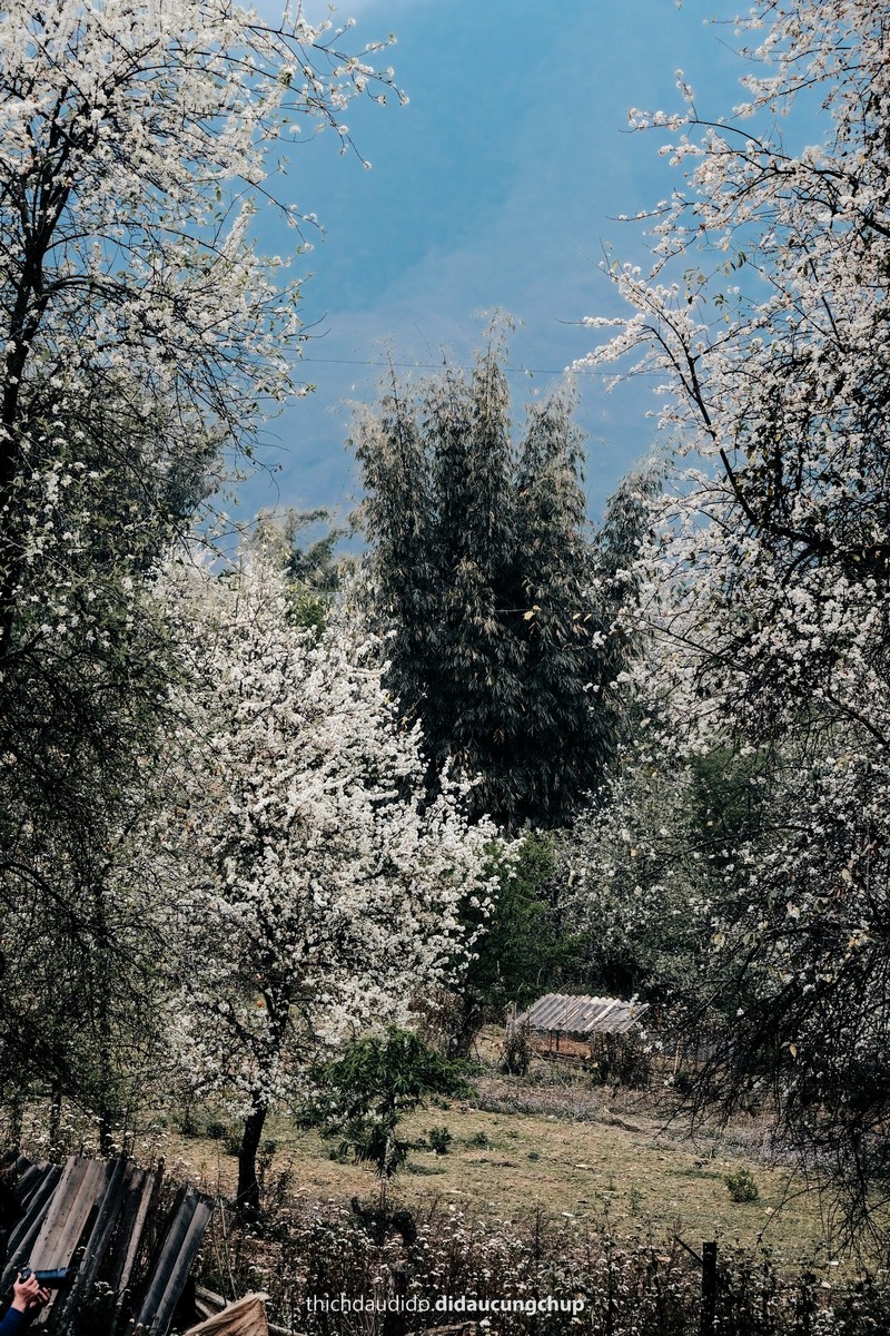 Lịch trình 2N1Đ check in mùa hoa sơn tra