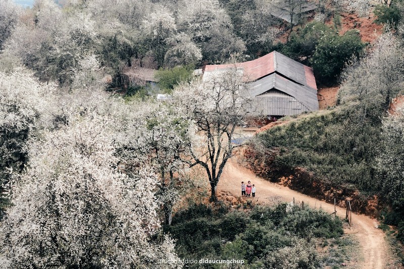 Lịch trình 2N1Đ check in mùa hoa sơn tra