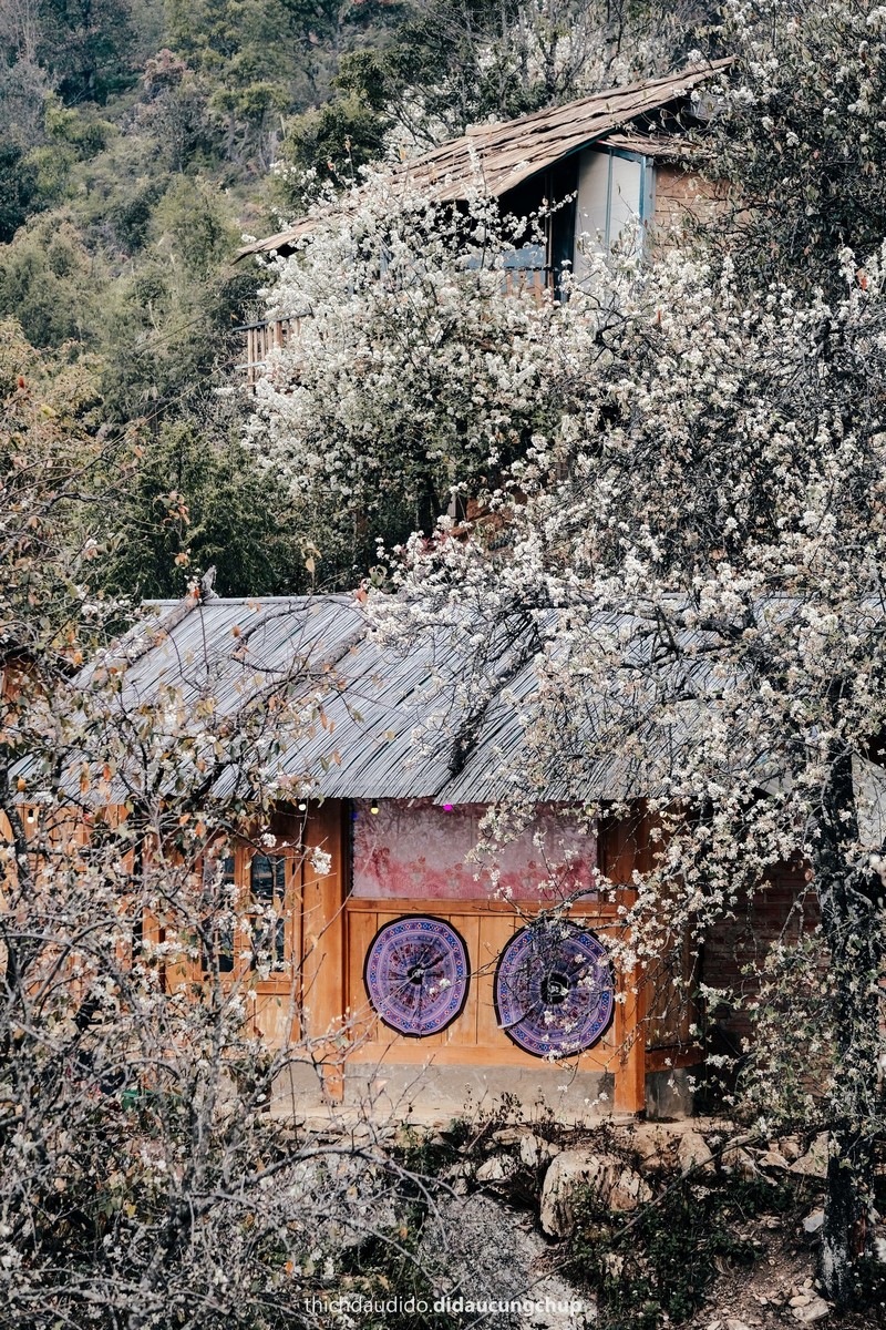 Lịch trình 2N1Đ check in mùa hoa sơn tra