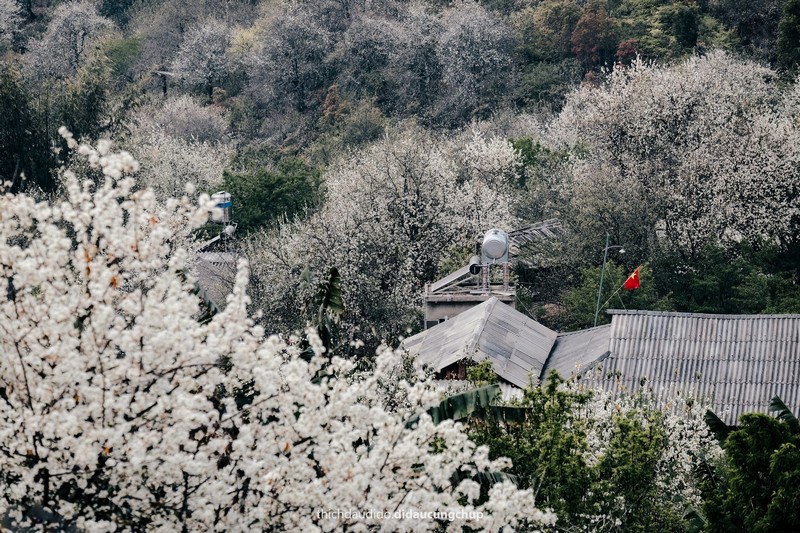Lịch trình 2N1Đ check in mùa hoa sơn tra