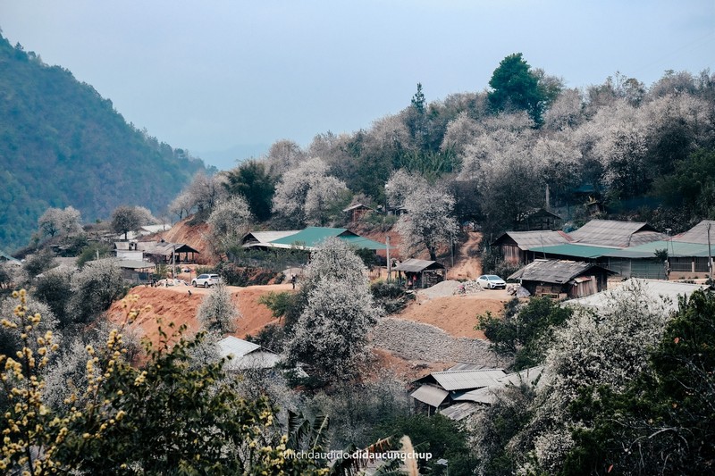 Lịch trình 2N1Đ check in mùa hoa sơn tra