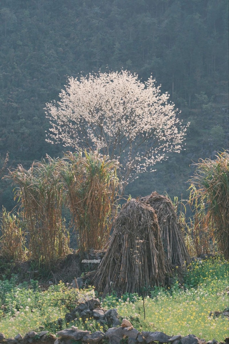 Lịch trình du xuân Hà Giang