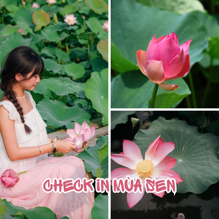Thả hồn chiêm ngưỡng hình ảnh hoa sen của thành viên Check in Vietnam: "Lại một mùa sen đang đến rồi"