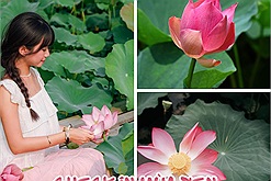 Thả hồn chiêm ngưỡng hình ảnh hoa sen của thành viên Check in Vietnam: "Lại một mùa sen đang đến rồi"