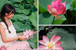 Thả hồn chiêm ngưỡng hình ảnh hoa sen của thành viên Check in Vietnam: "Lại một mùa sen đang đến rồi"
