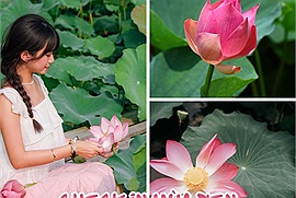 Thả hồn chiêm ngưỡng hình ảnh hoa sen của thành viên Check in Vietnam: "Lại một mùa sen đang đến rồi"