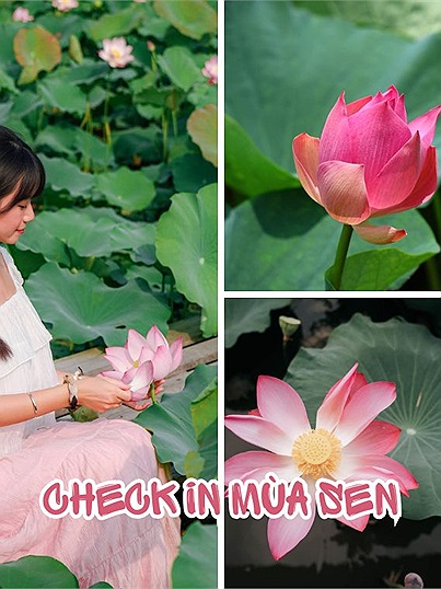 Thả hồn chiêm ngưỡng hình ảnh hoa sen của thành viên Check in Vietnam: "Lại một mùa sen đang đến rồi"